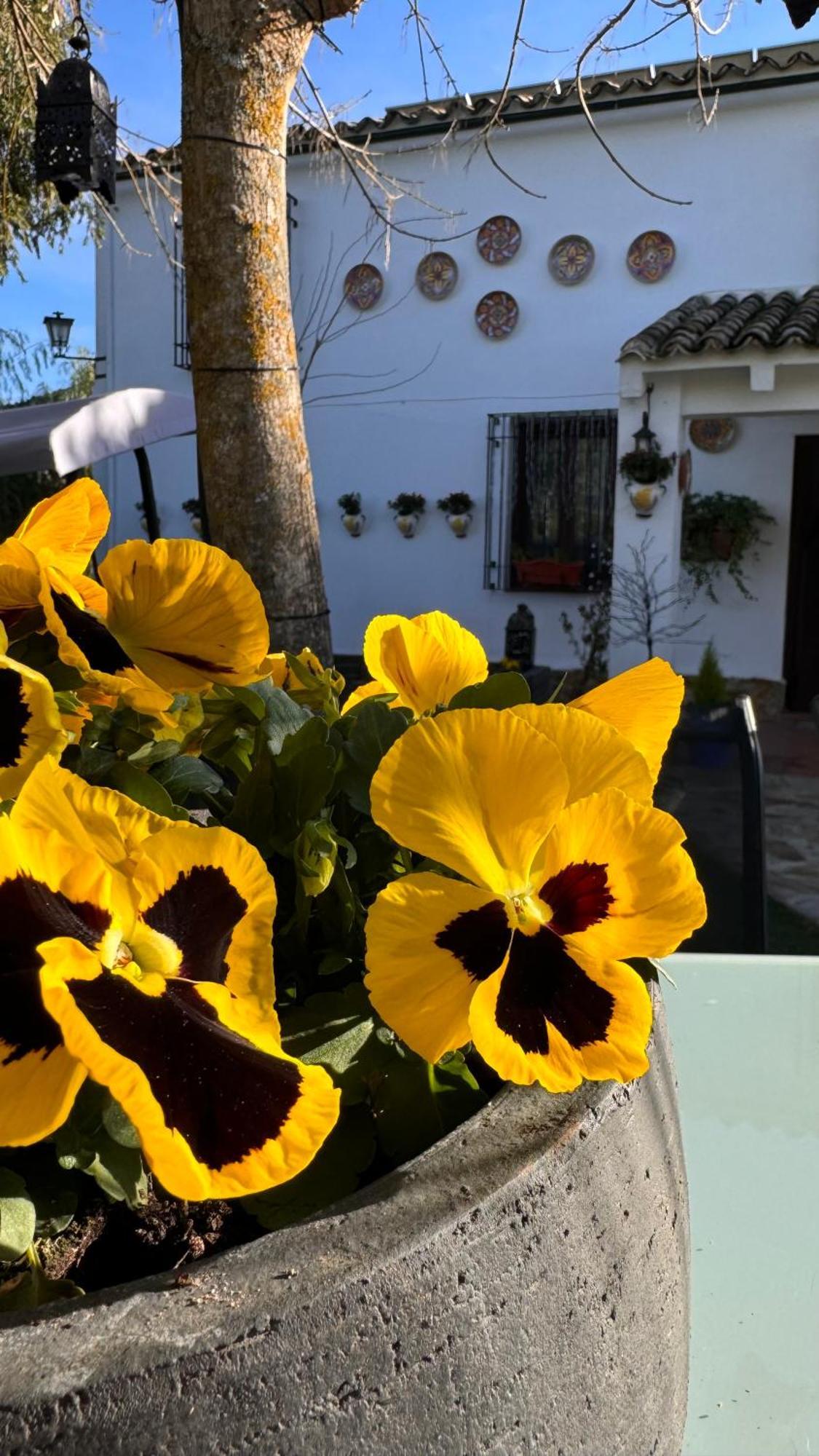 Cortijo Rodeo. Alojamiento Rural Carcabuey Exterior foto